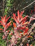 Слика од Castilleja subinclusa var. jepsonii (Bacig. & Heckard) J. M. Egger