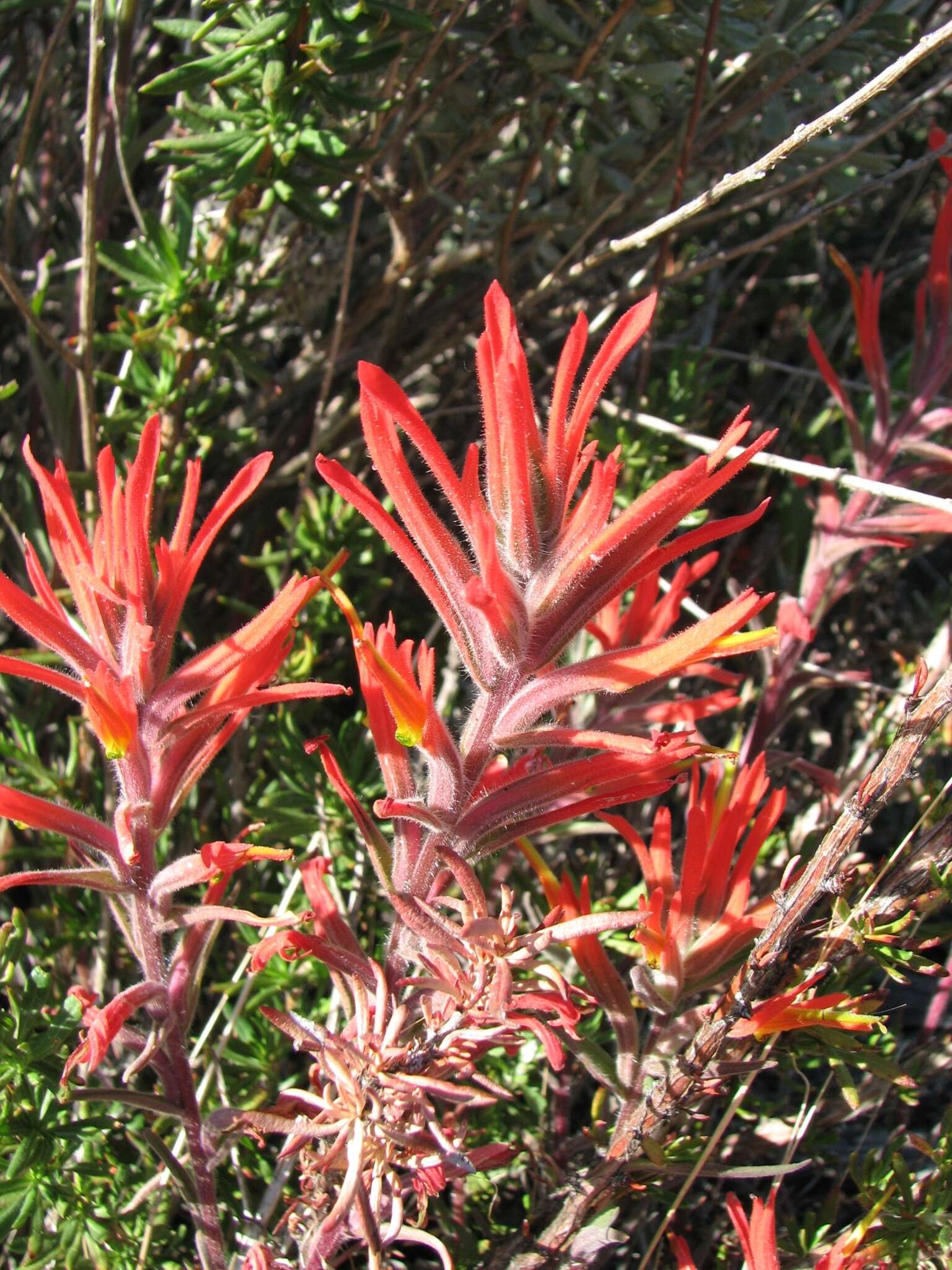 Слика од Castilleja subinclusa var. jepsonii (Bacig. & Heckard) J. M. Egger