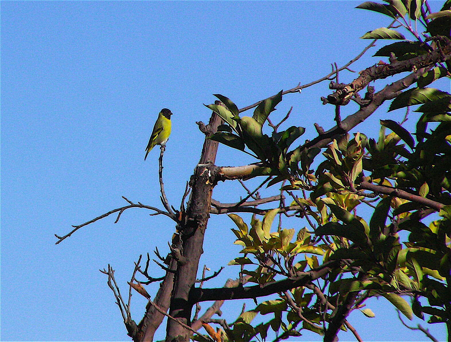 Image of Hooded Siskin