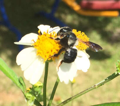 Megachile xylocopoides Smith 1853 resmi