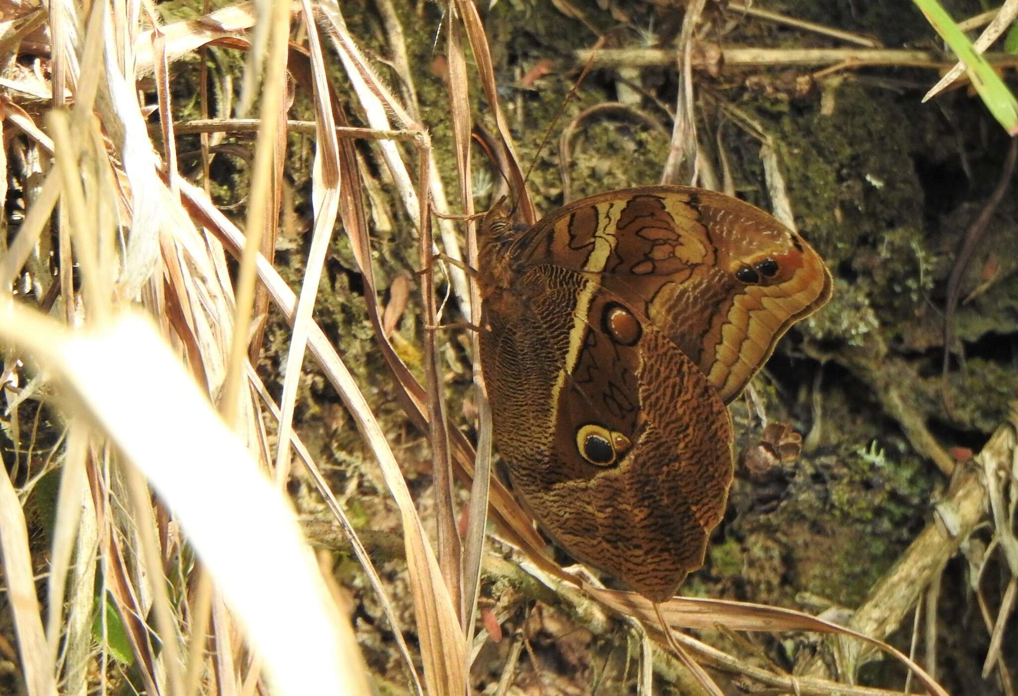 Plancia ëd Eryphanis reevesii Doubleday (1849)