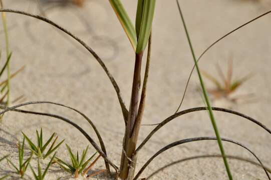 Imagem de Panicum racemosum (P. Beauv.) Spreng.