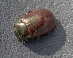 Image of Chrysolina (Chalcoidea) marginata (Linnaeus 1758)