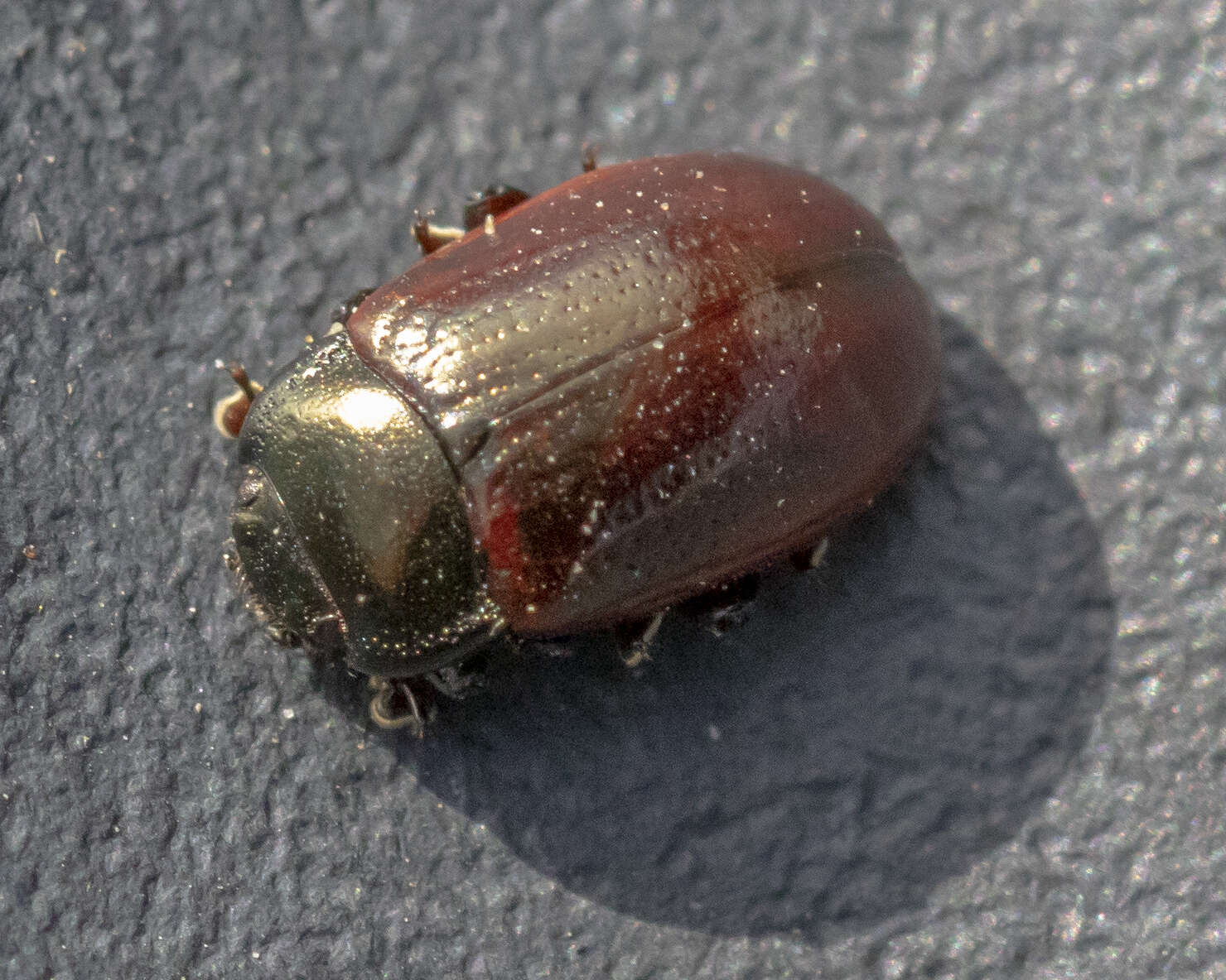 Image of Chrysolina (Chalcoidea) marginata (Linnaeus 1758)