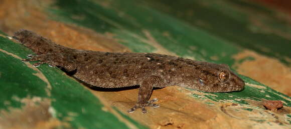 Слика од Chondrodactylus turneri (Gray 1864)