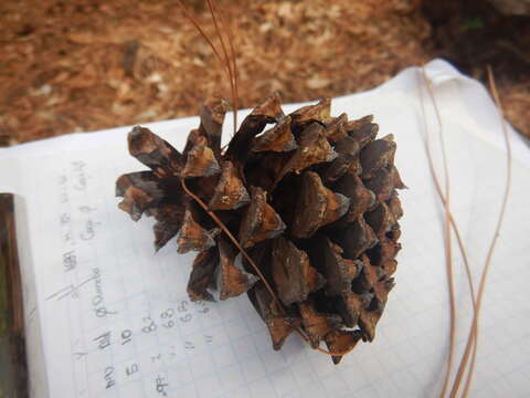 Imagem de Pinus engelmannii Carrière