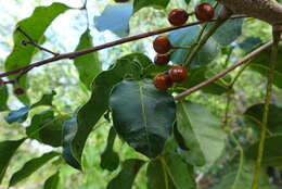 Image of Florida poisontree