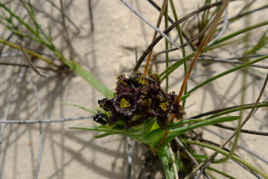 Image of Ferraria foliosa G. J. Lewis