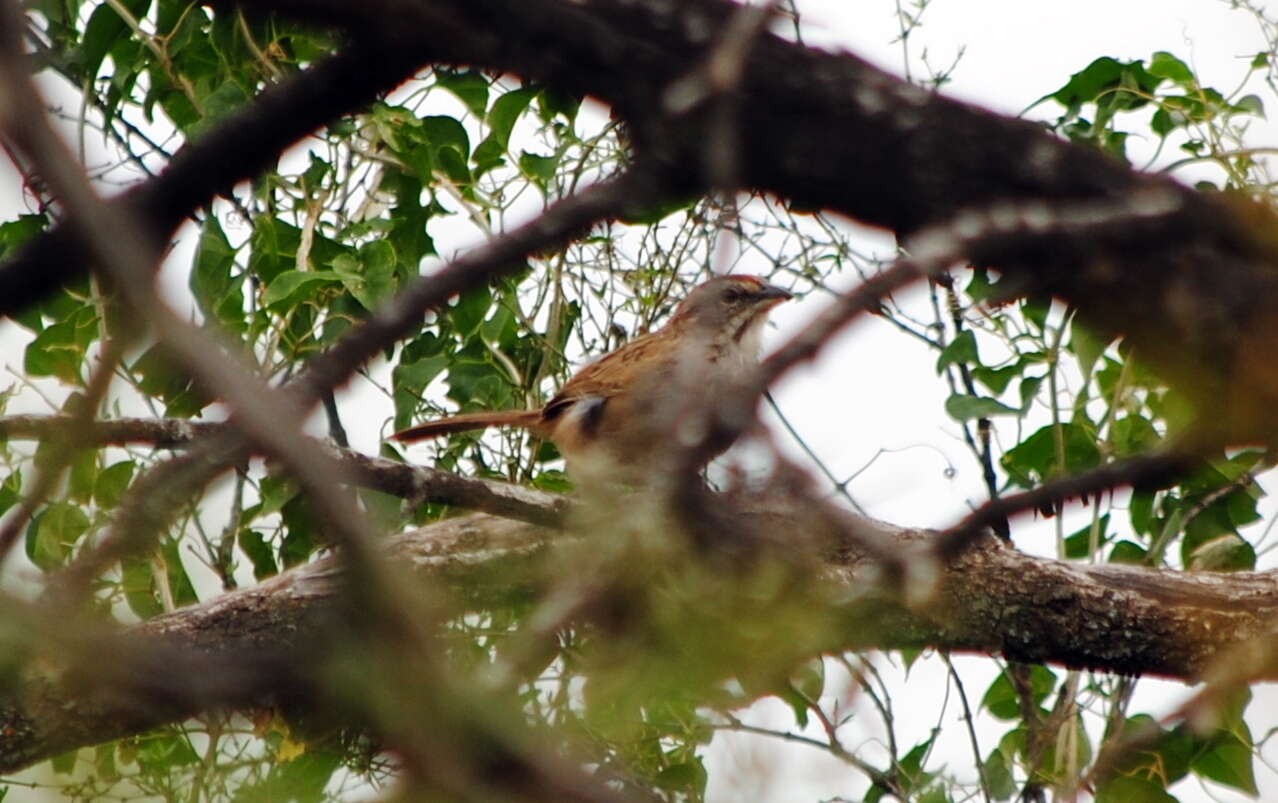 Image of Stripe-capped Sparrow