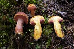 Image of Chalciporus rubinellus (Peck) Singer 1973