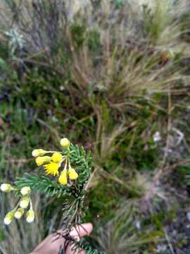 Image of Monticalia abietina (Willd. ex Wedd.) C. Jeffrey