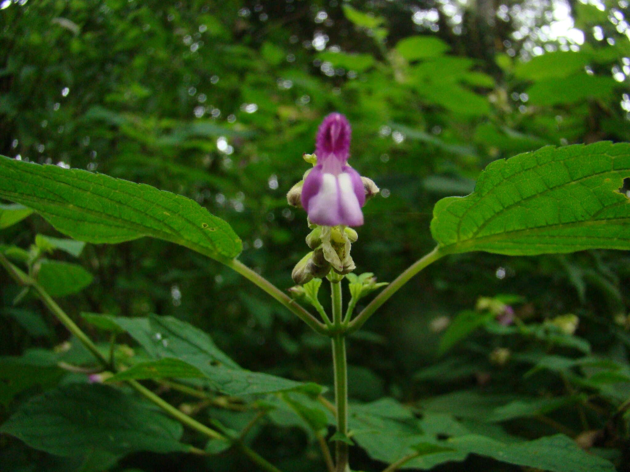 Image of Salvia arenaria A. St.-Hil. ex Benth.