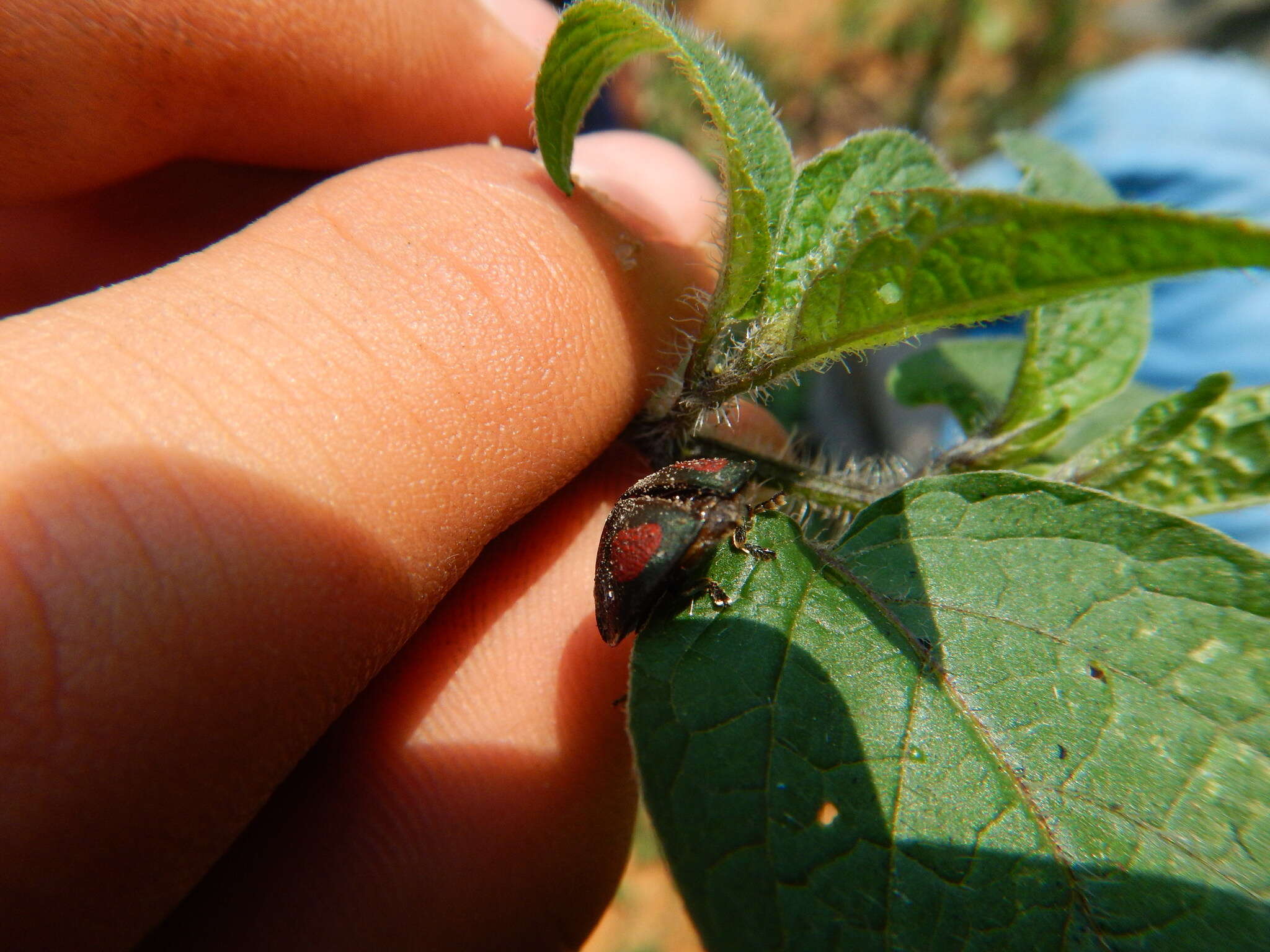 صورة Cyrtonota tristigma (Boheman 1850)