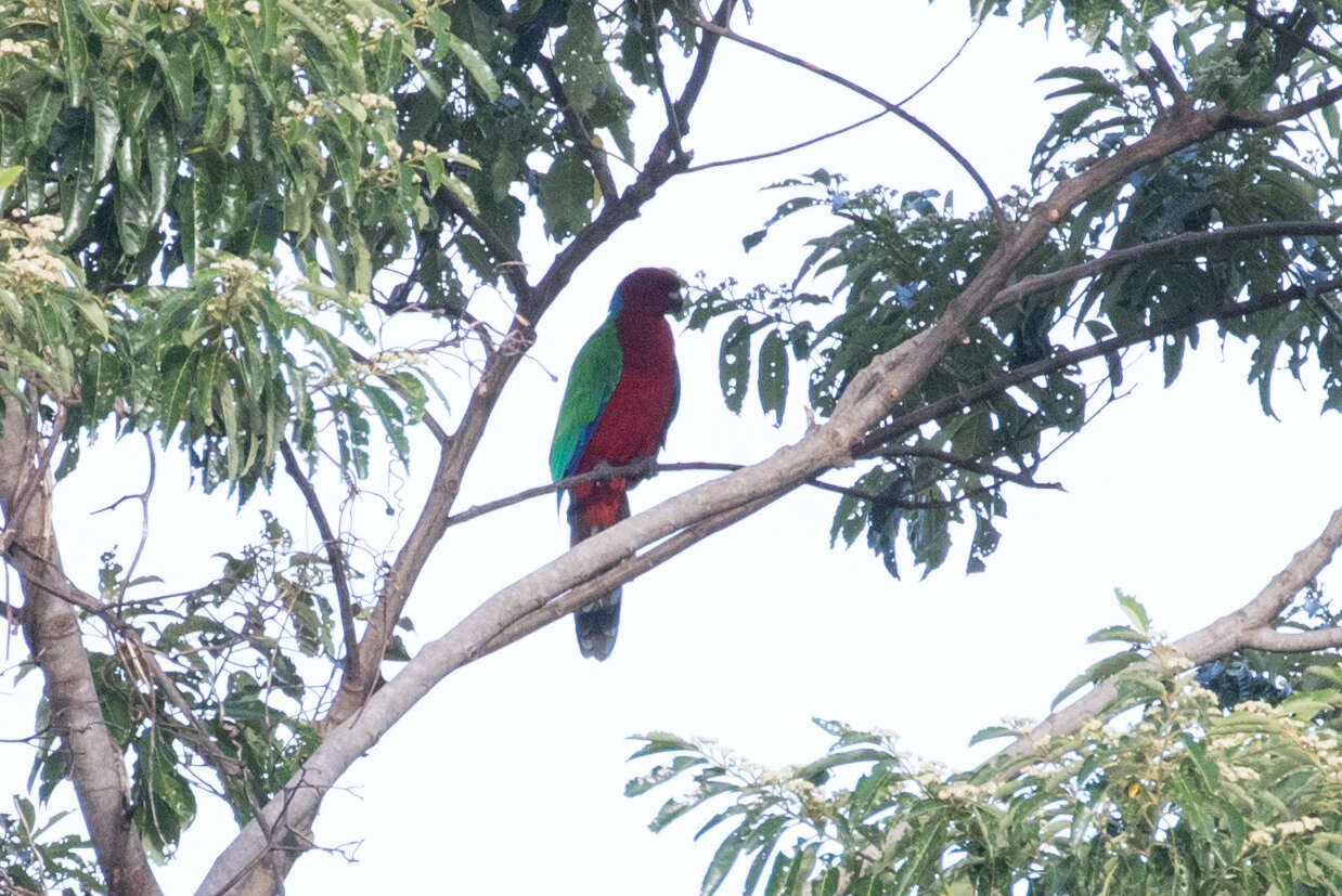 Image of Shining parrot