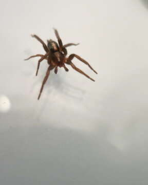 Image of Western Parson Spider