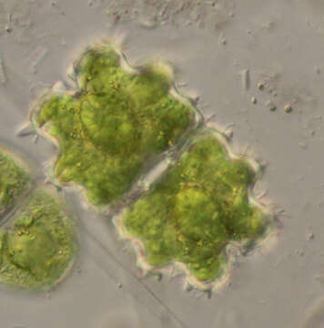 Image of Euastrum evolutum (Nordstedt) West & G. S. West