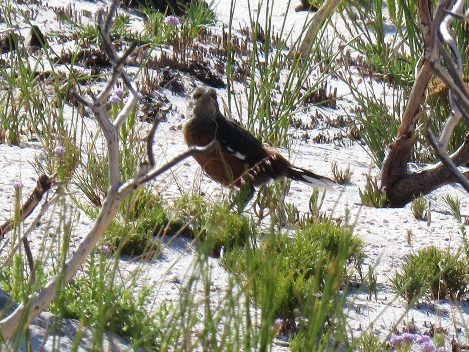 Image of Cape Rock-jumper