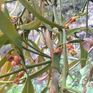 Image of Phoradendron carneum Urb.