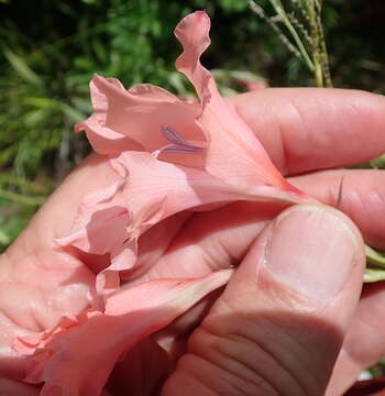 Image of Gladiolus oppositiflorus Herb.