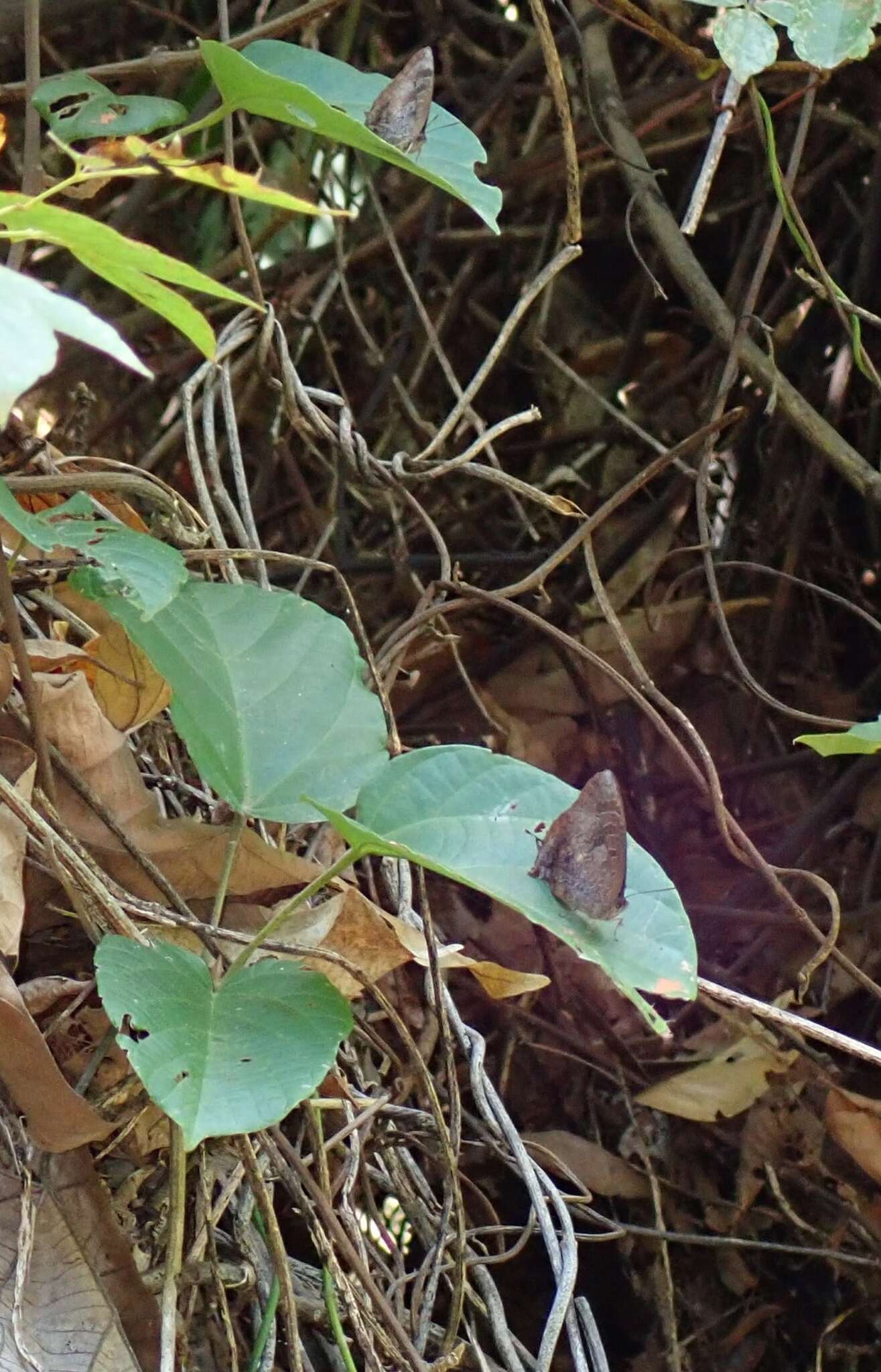 Imagem de <i>Arhopala bazalus turbata</i>