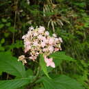 Image of Hydrangea alternifolia Sieb.