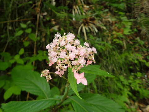 Image of Hydrangea alternifolia Sieb.