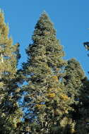 Image de Abies durangensis Martínez