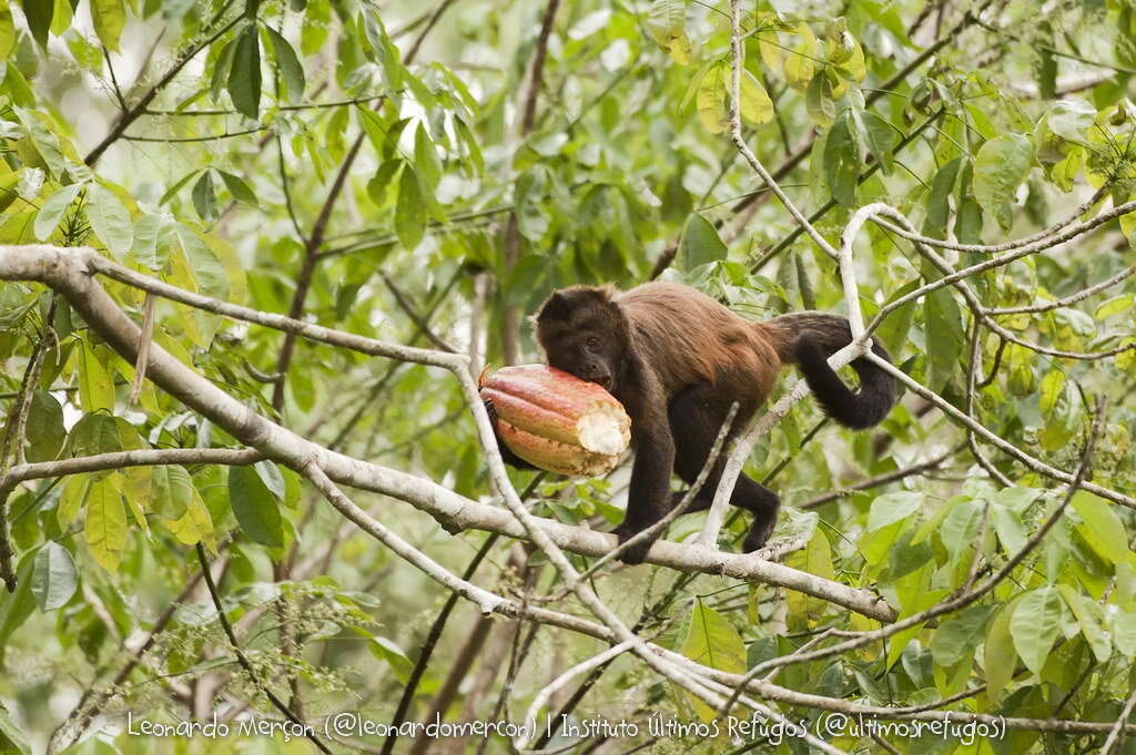 Image of Crested Capuchin