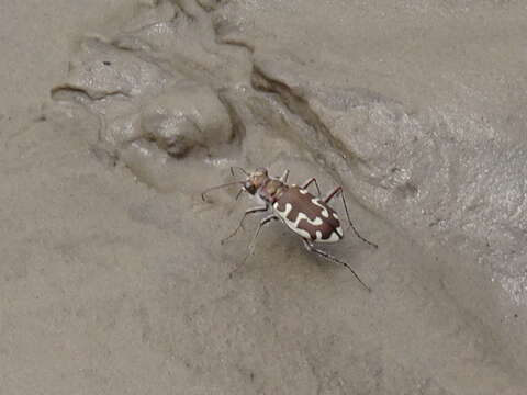 Image of Beach tiger beetle