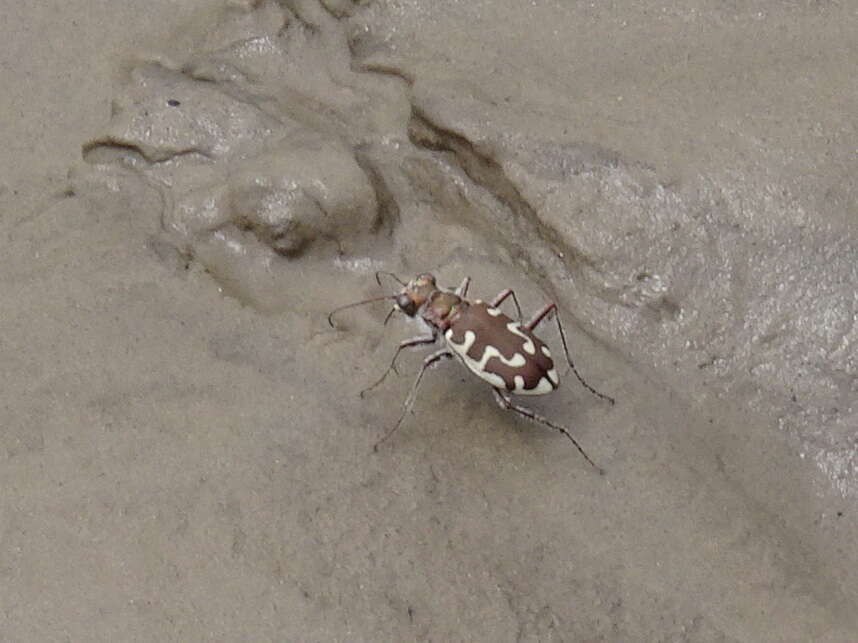 Image of Beach tiger beetle