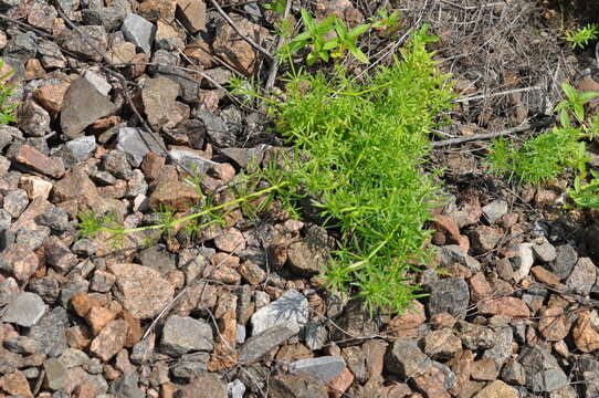 Plancia ëd Galium spurium L.