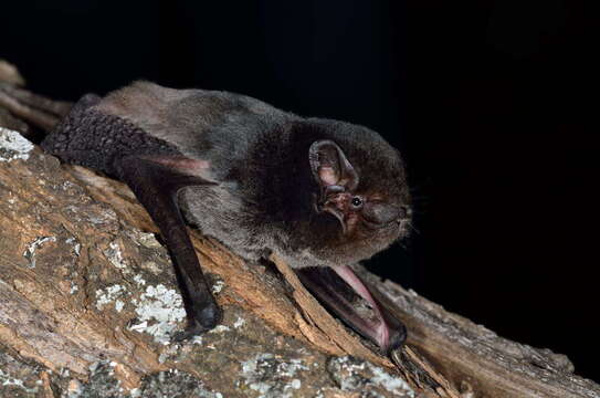 Image of Gould's Wattled Bat