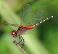 Image of Barbet Percher