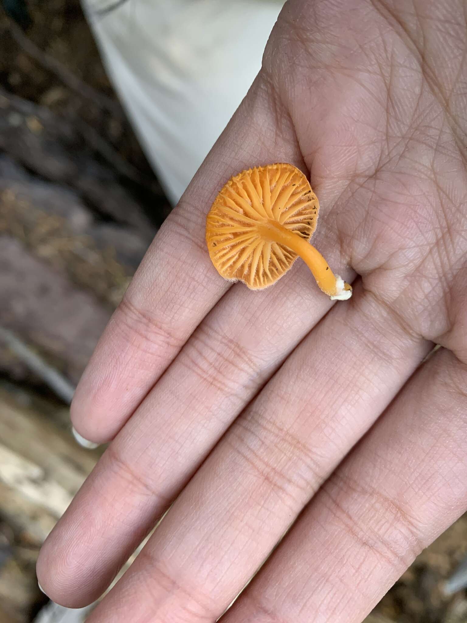 Image of Chrysomphalina aurantiaca (Peck) Redhead 1987