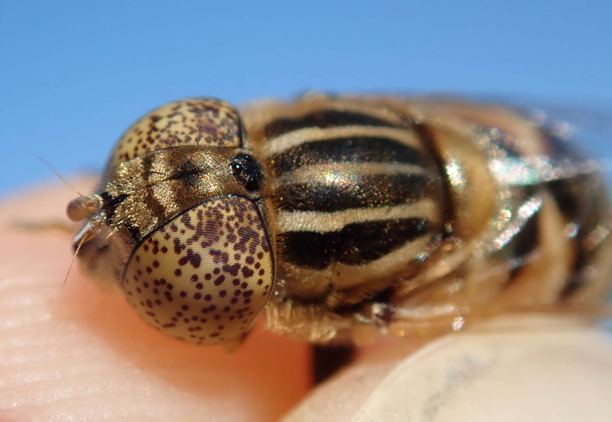 صورة Eristalinus megacephalus (Rossi 1794)