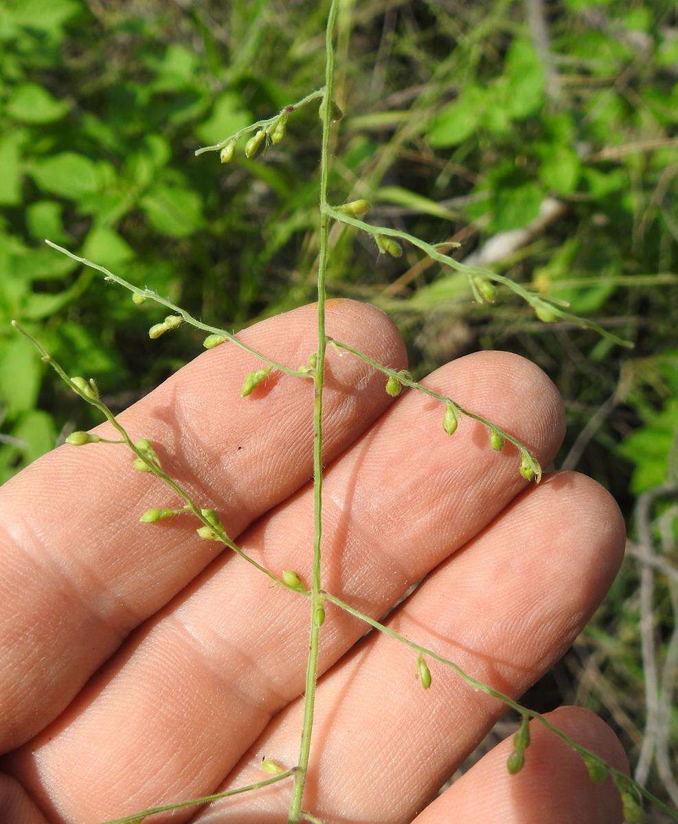 Plancia ëd Brachiaria deflexa (Schumach.) C. E. Hubb. ex Robyns