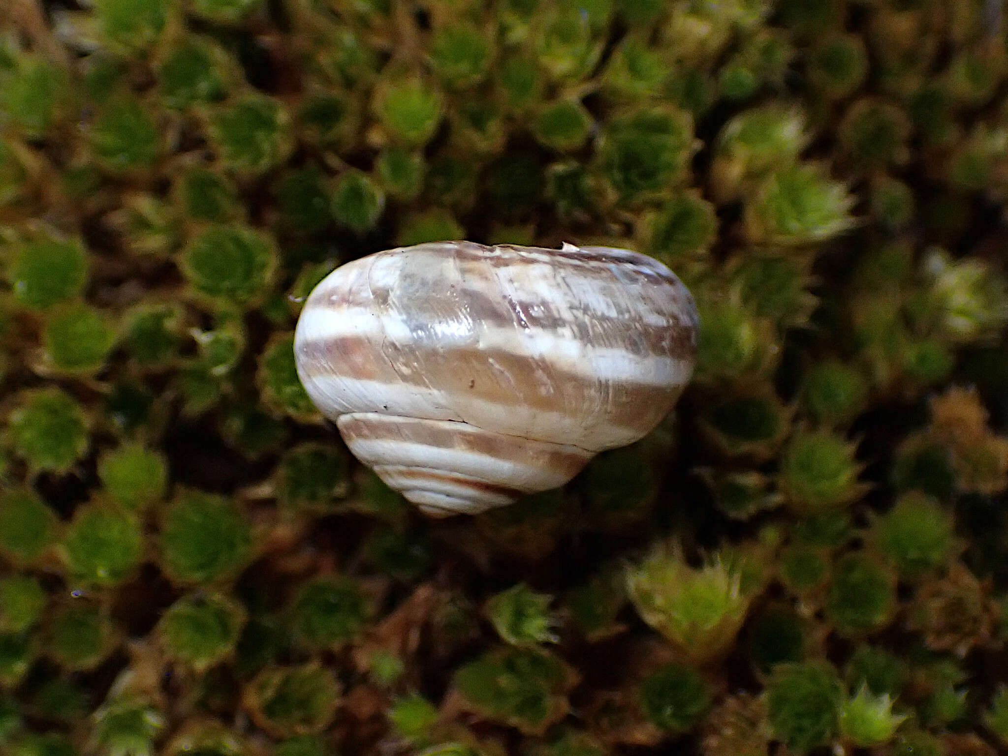 Image of Maritime gardensnail