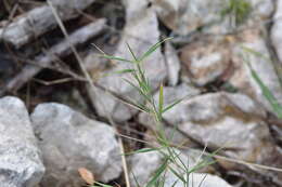 Sivun Brachypodium retusum (Pers.) P. Beauv. kuva