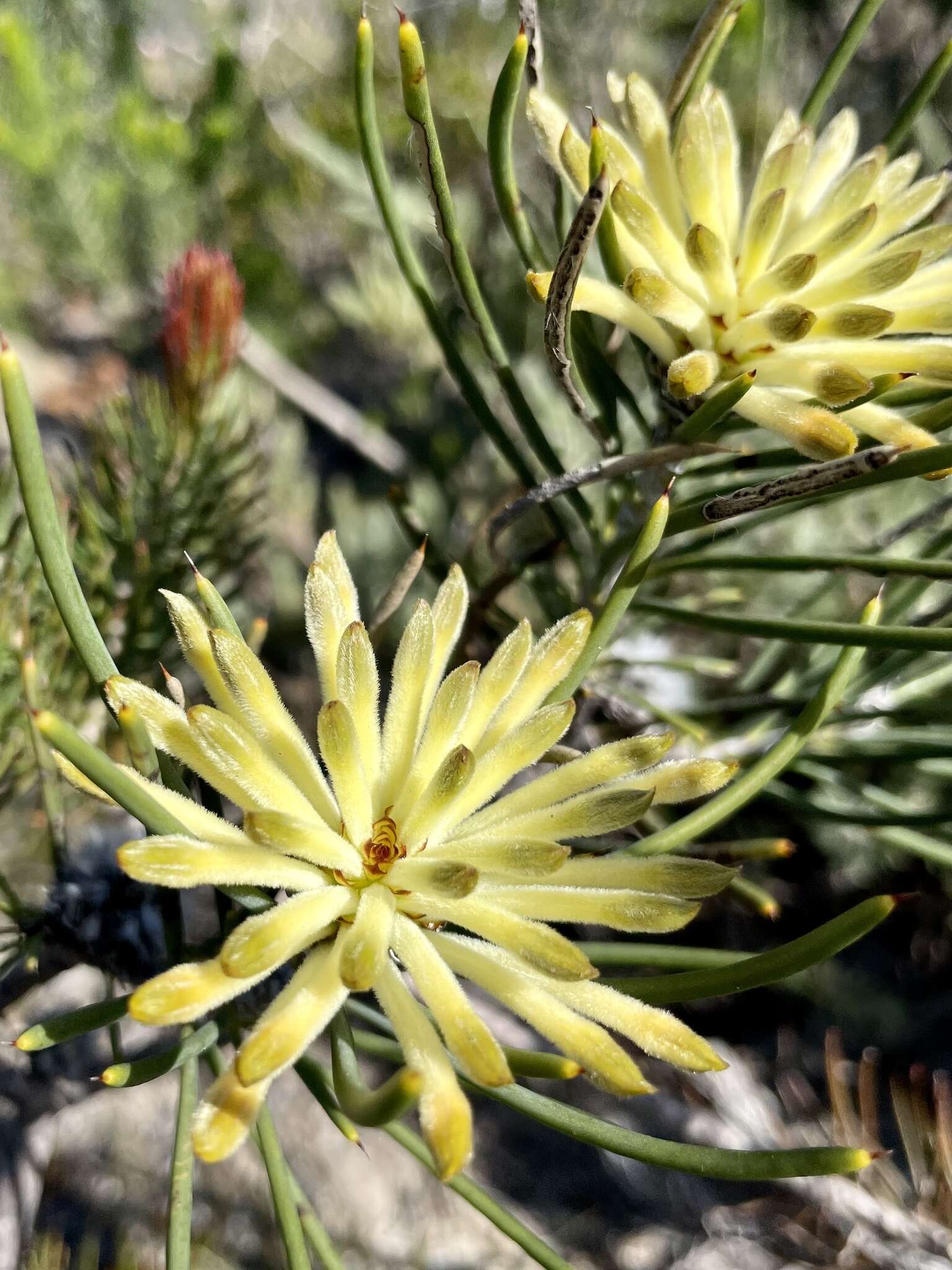 Image of Petrophile brevifolia Lindley