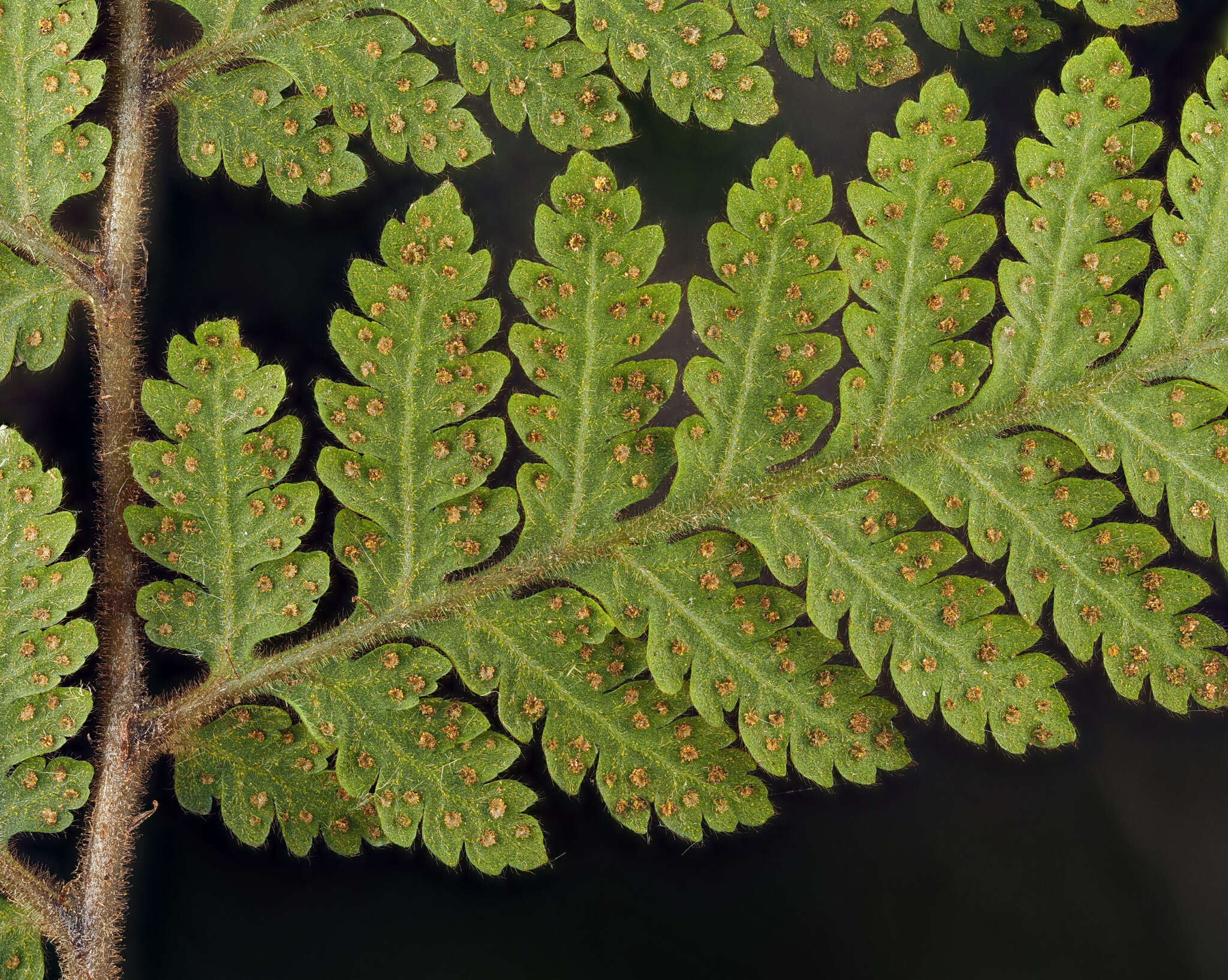 Image of Lastreopsis velutina (A. Rich.) Tindale