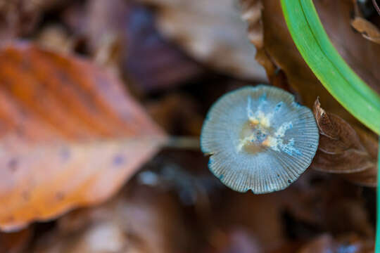 Image of Psilocybe serbica M. M. Moser & E. Horak 1969