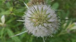 Image of cutleaf teasel