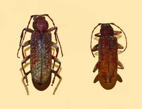 Image of <i>Cotyachryson philippii</i> (Porter 1925)