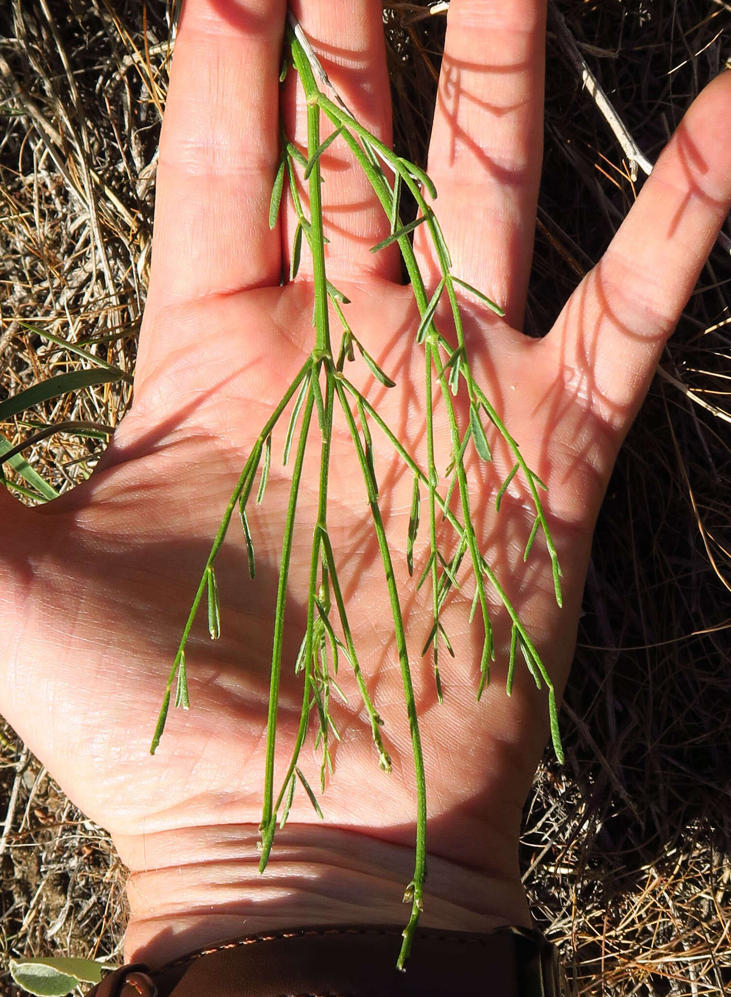 Imagem de Astragalus cusickii A. Gray