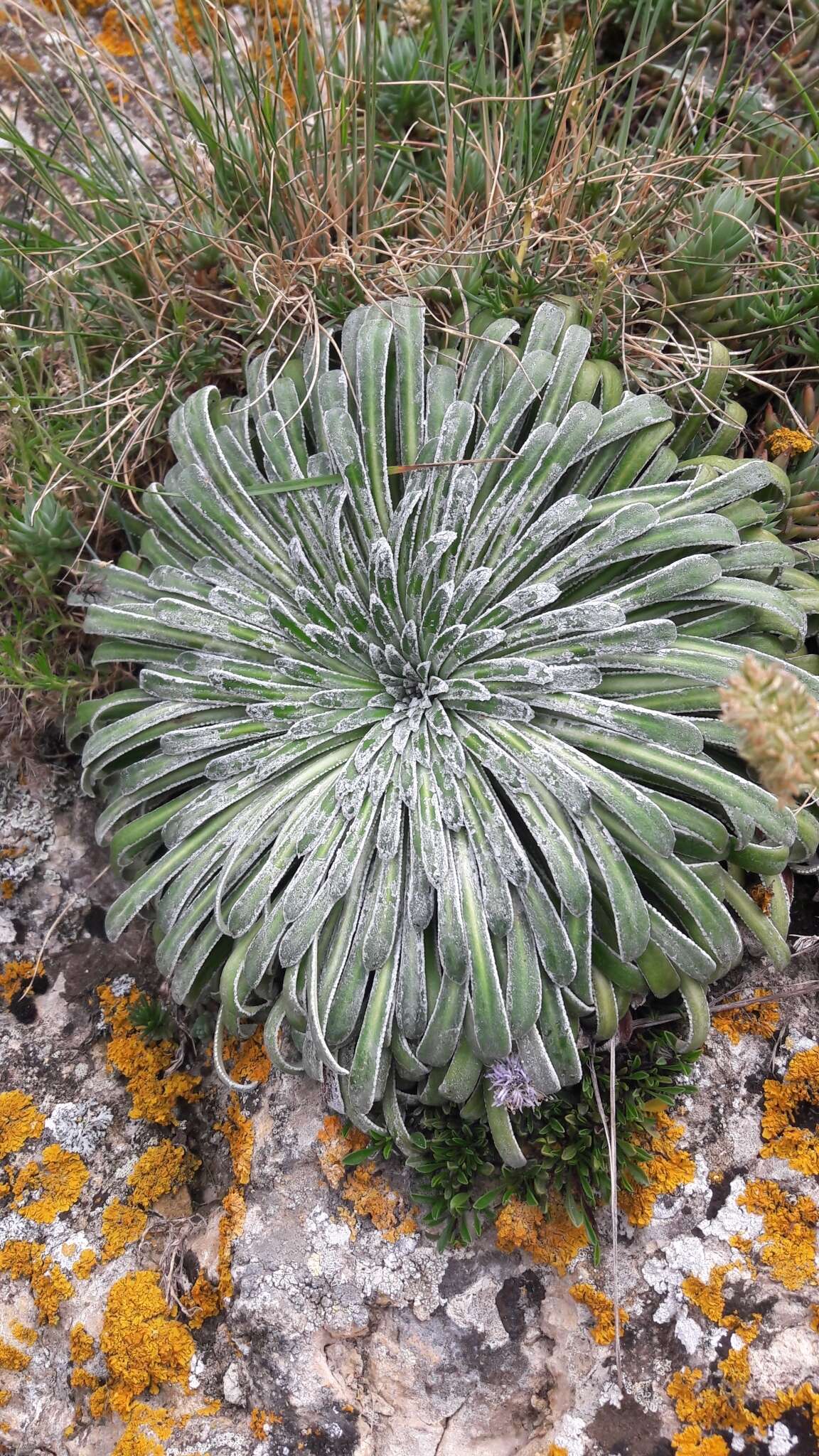 Imagem de Saxifraga longifolia Lapeyr.