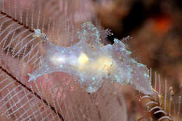 Image of Iridescent nudibranch