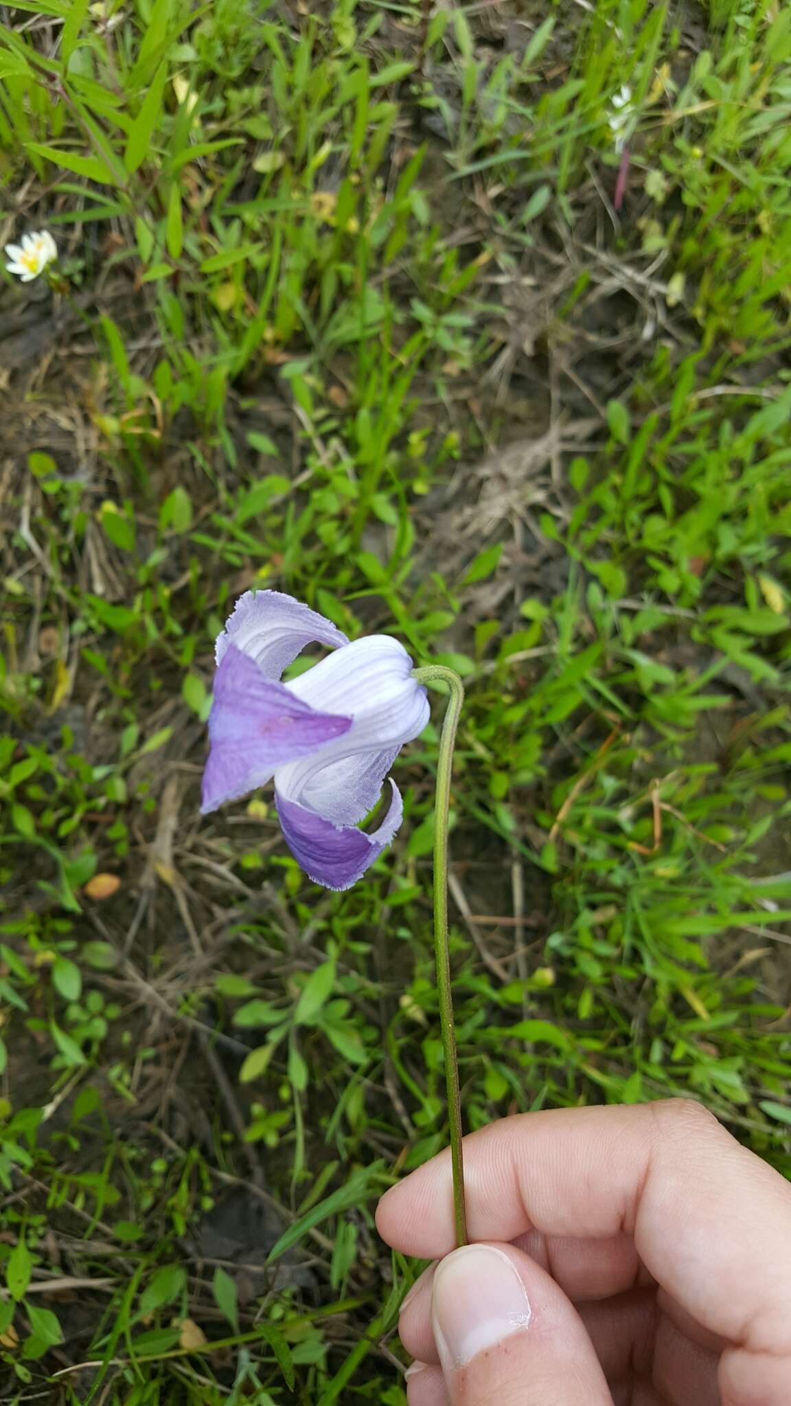 Image of swamp leather flower