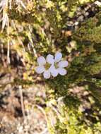 Image of Acmadenia teretifolia (Link) Phill.