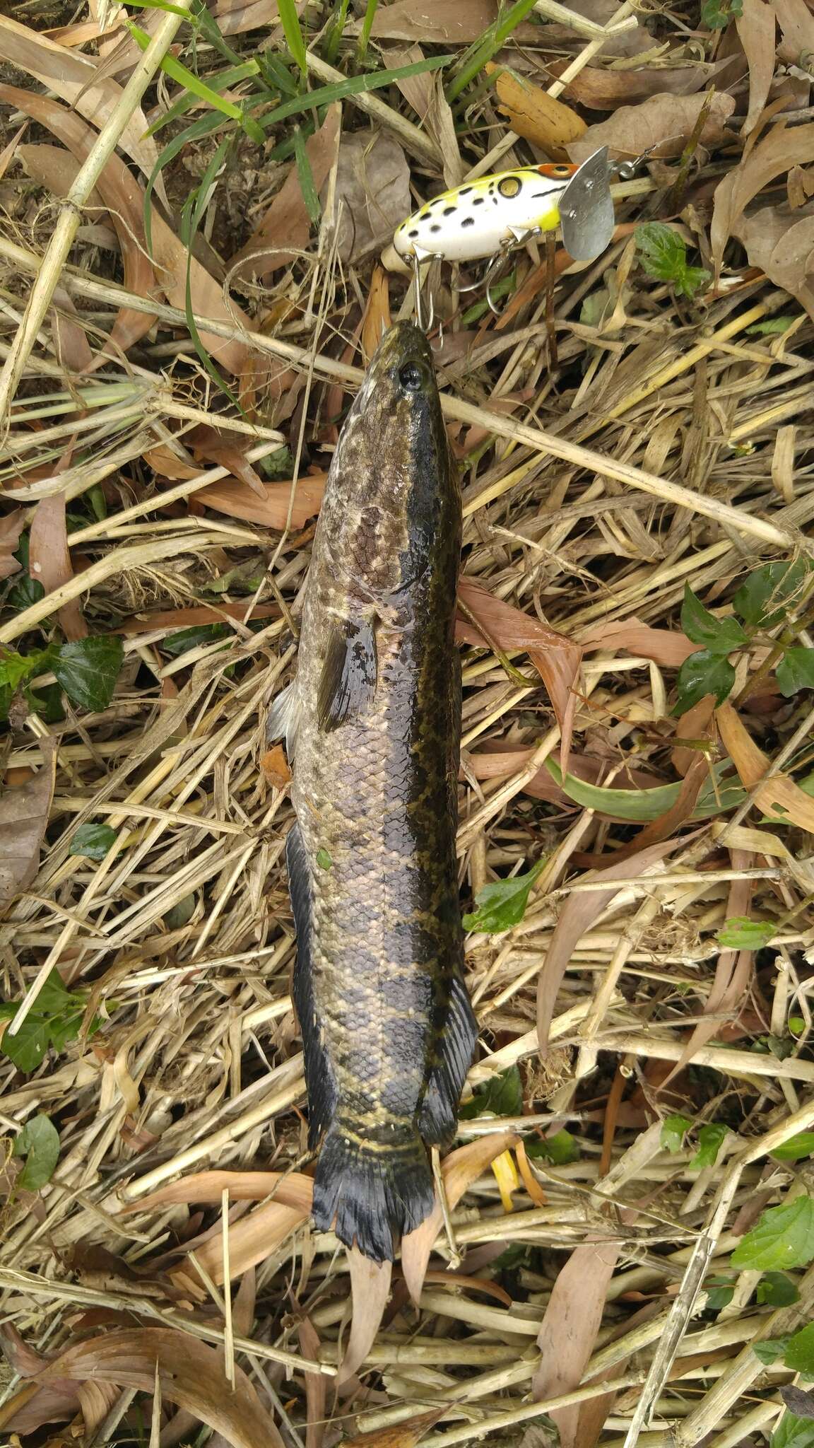 Image of Blotched snakehead