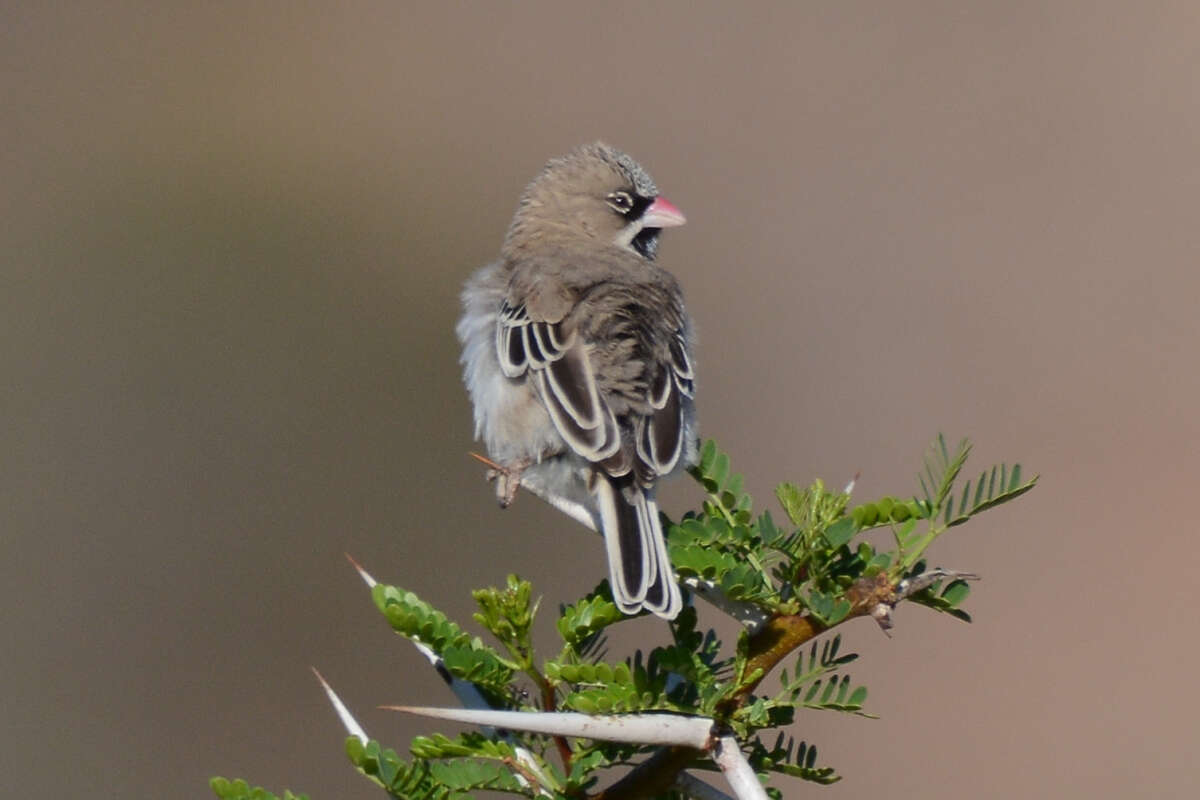 Image de Sporopipes Cabanis 1847